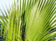 Mexican Fan Palm