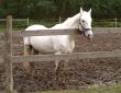 white horse in paddock