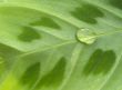 waterdrop on leaf