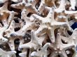 Starfishes