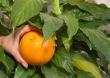 Plucking orange