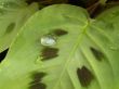 waterdrop on leaf
