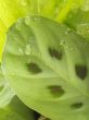 waterdrop on leaf