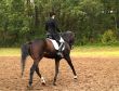  dressage competition