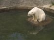 White bear