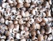 Seashells