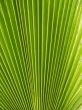 Mexican Fan Palm