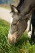 eating foal