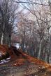 Road in the Forest