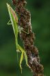 Praying Mantis Tenodera Sinensis