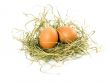eggs