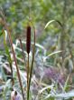 cattail
