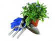 forget-me-not seedling