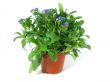 forget-me-not seedling