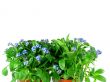 forget-me-not seedling