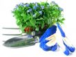 forget-me-not seedling