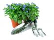forget-me-not seedling
