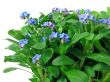 forget-me-not seedling