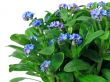 forget-me-not seedling