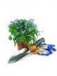 forget-me-not seedling