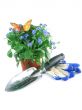 forget-me-not seedling