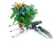 forget-me-not seedling