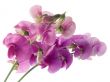 sweet pea