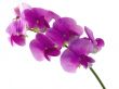 sweet pea
