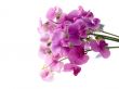 sweet pea