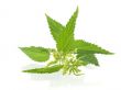 nettle