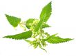 nettle