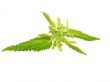 nettle