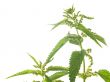 nettle