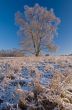 Iced Tree in Meadow