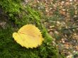 The fallen down leaf on a mossy tree