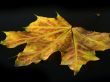 Autumn leaf on black
