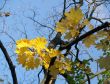 autumnal leaves