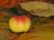 Drops fall on apple and leaves in water