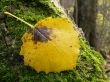 Leaf on a mossy tree
