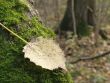 Leaf on a mossy tree