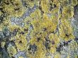 Texture mossy bark