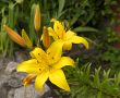 lily