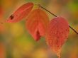 Three red autumn leaf on the branch