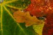 Drops fall on leaves in water