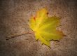 Autumn leaf on textured background