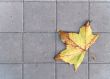 Yellow leaf on  paving