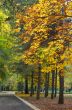 autumn avenue in park