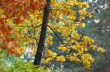 multicolored autumn