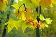 multicolored autumn