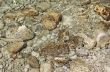 pebbles under rippled water